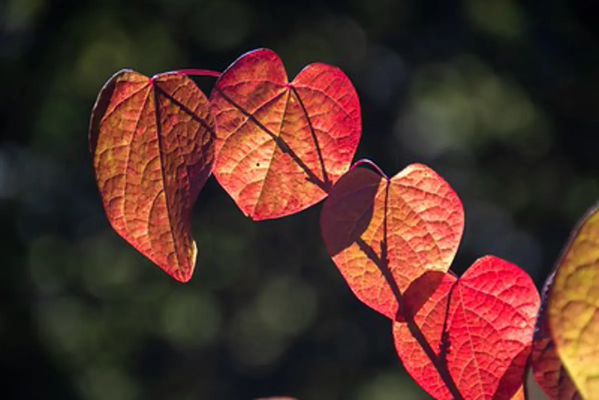 Insert image caption here!